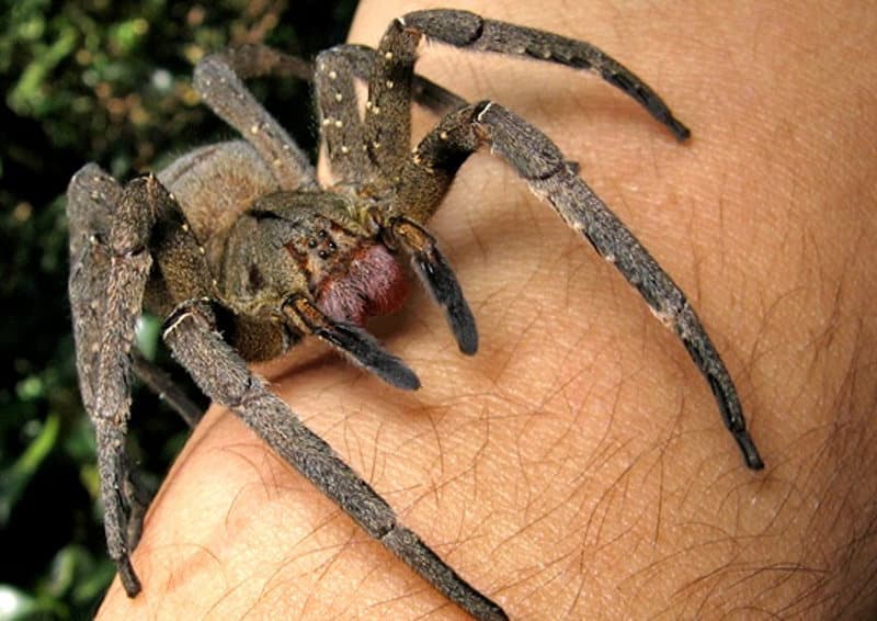 ¿Cuál es la araña más venenosa del mundo?