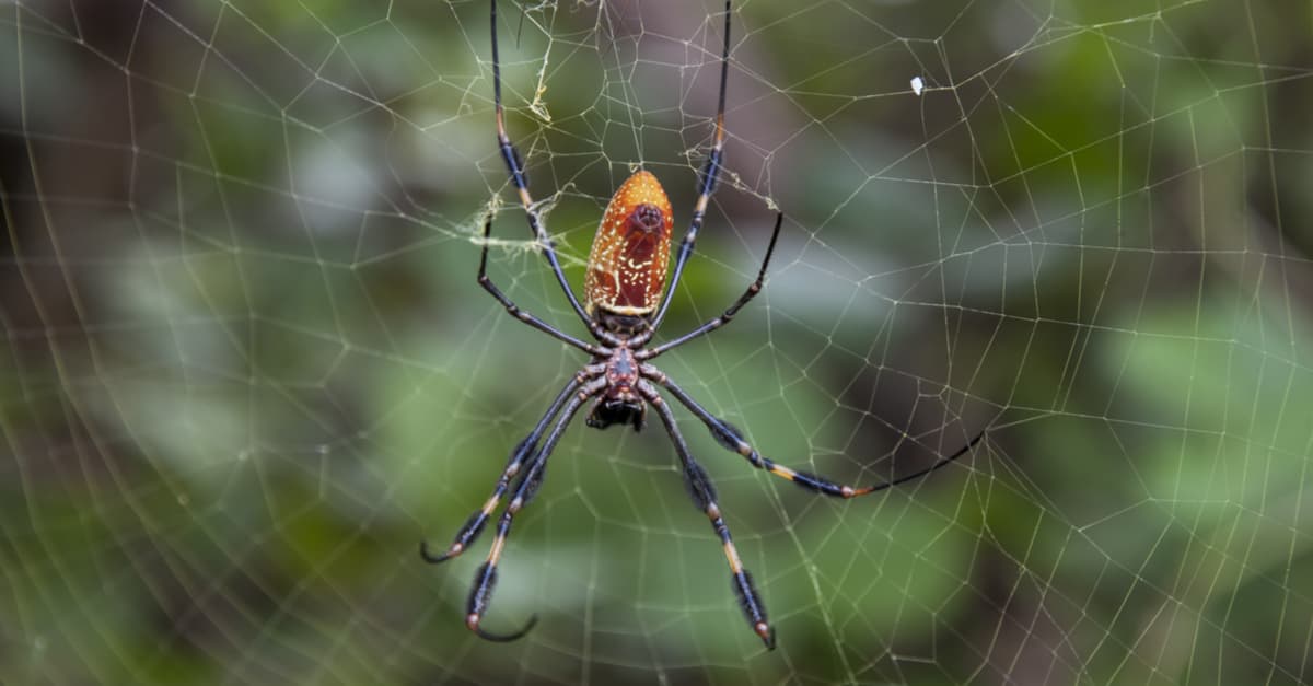 Las personas ya nacemos con el miedo a las arañas y serpientes, según estudio