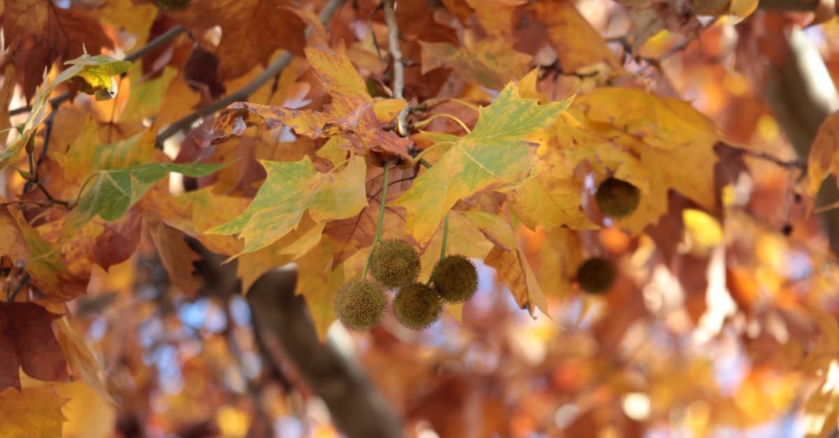 ¿Sufrís alergias? Este prócer es el responsable de que Argentina se llene de polen en primavera