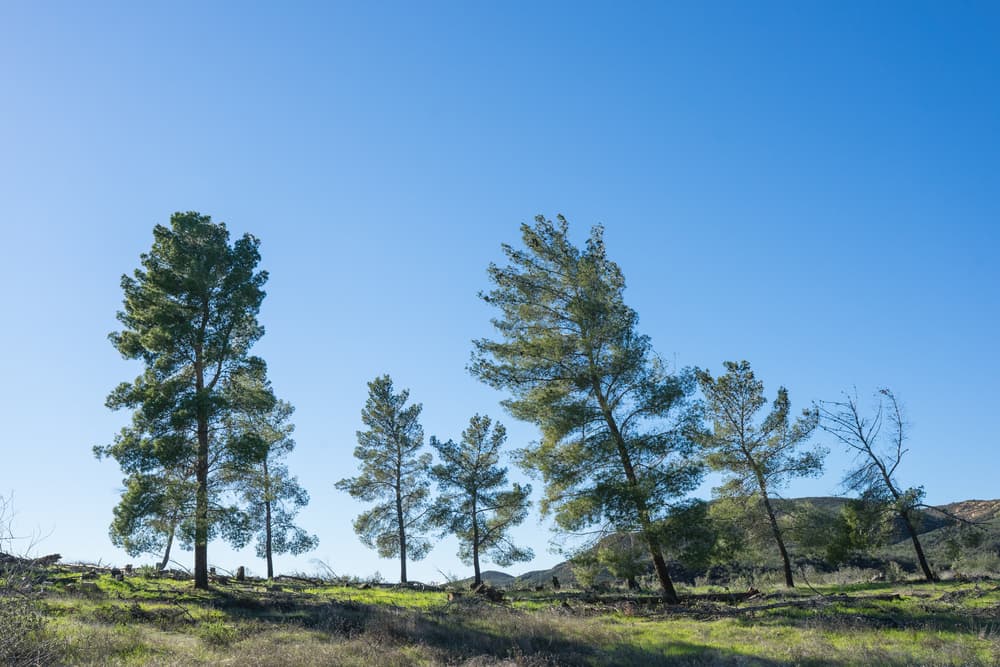 ¿La Tierra respira? Este increíble video de un bosque nos quiere convencer que sí