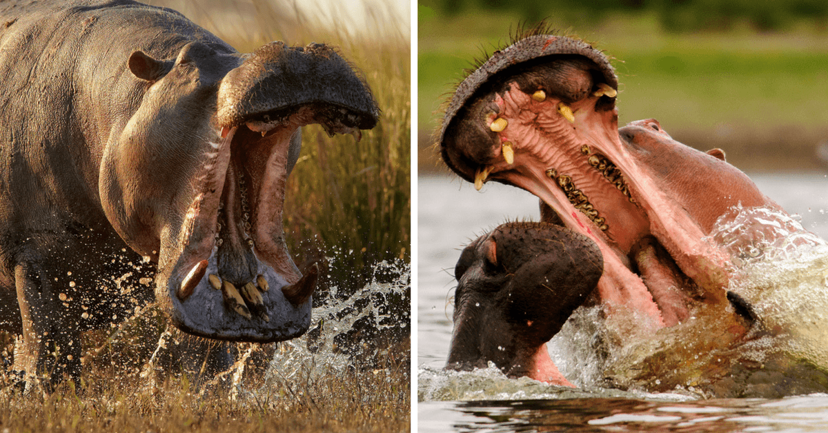 ¿Qué tan fuerte es la mordida de un hipopótamo? Este video te dará una idea