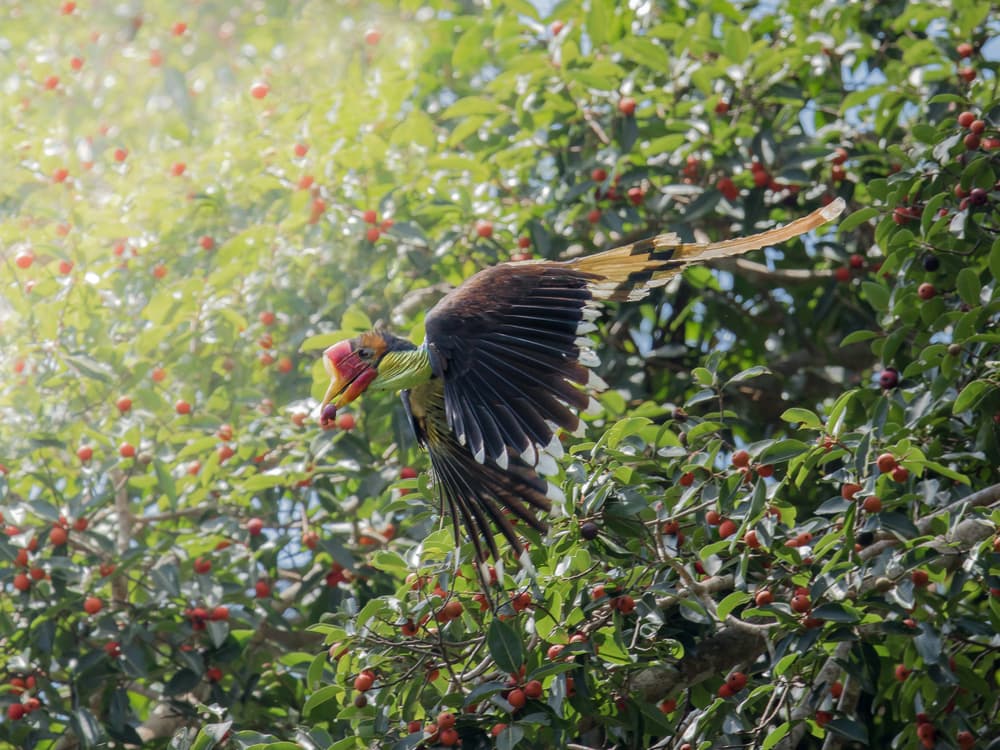 Esta especie de aves consigue protección extra contra el comercio ilegal