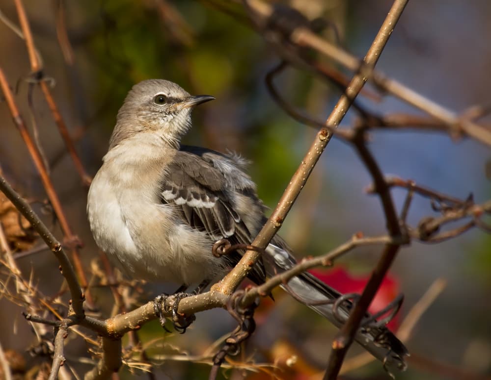 ¿Por qué algunas aves imitan el canto de otras especies?
