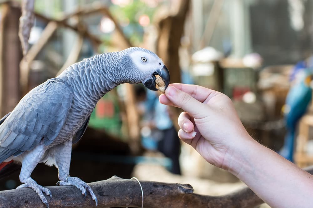 Estas son las razones por las cuales nunca debes alimentar animales salvajes