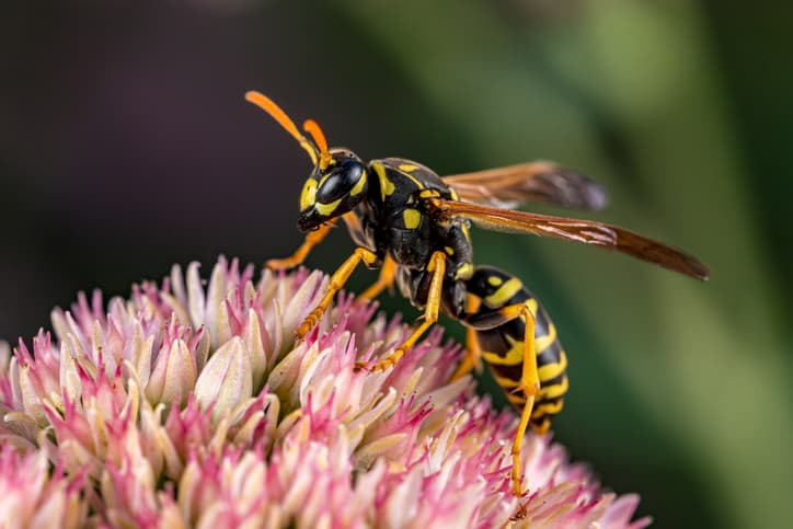 Las avispas brillan en la oscuridad: su nido es fosfo fosfo, mira las fotos