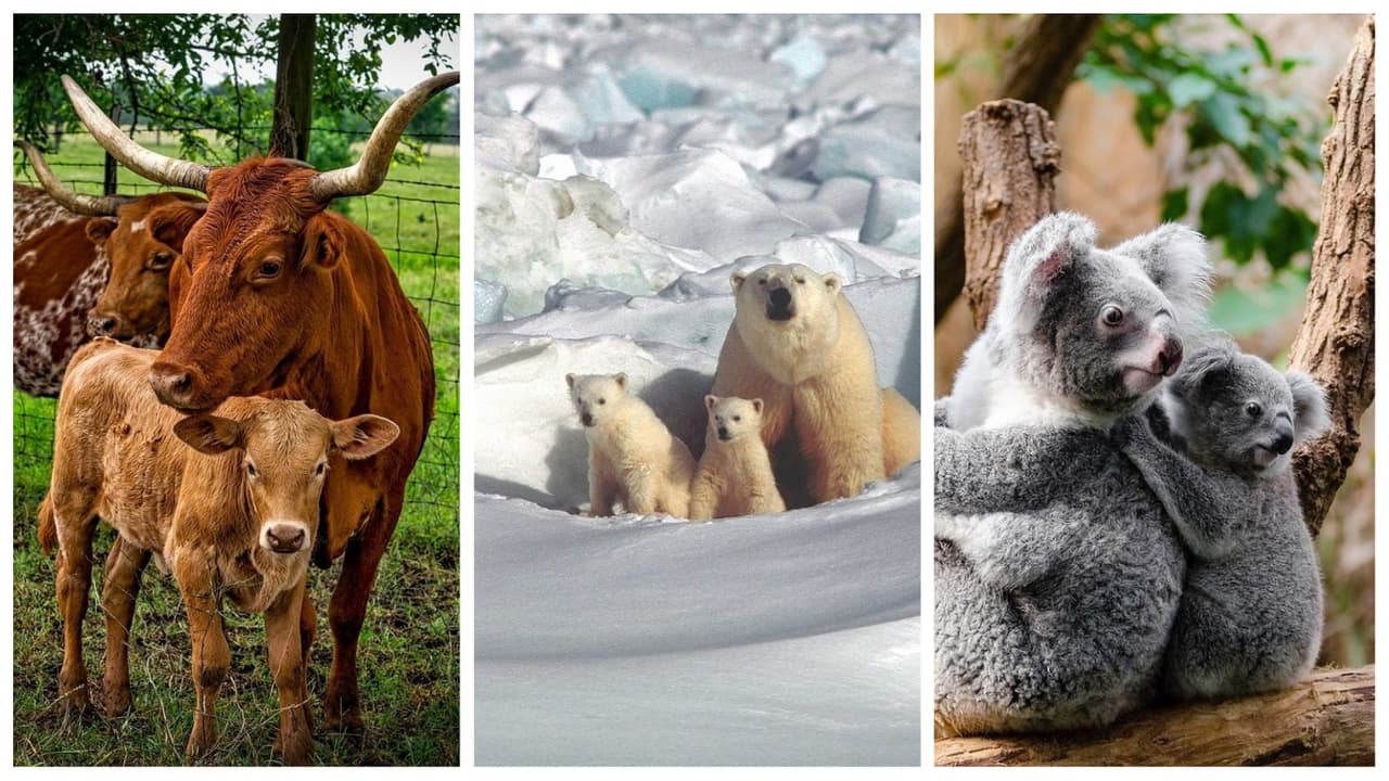 Mamás animales con sus bebés: las 40 fotos más adorables que verás hoy