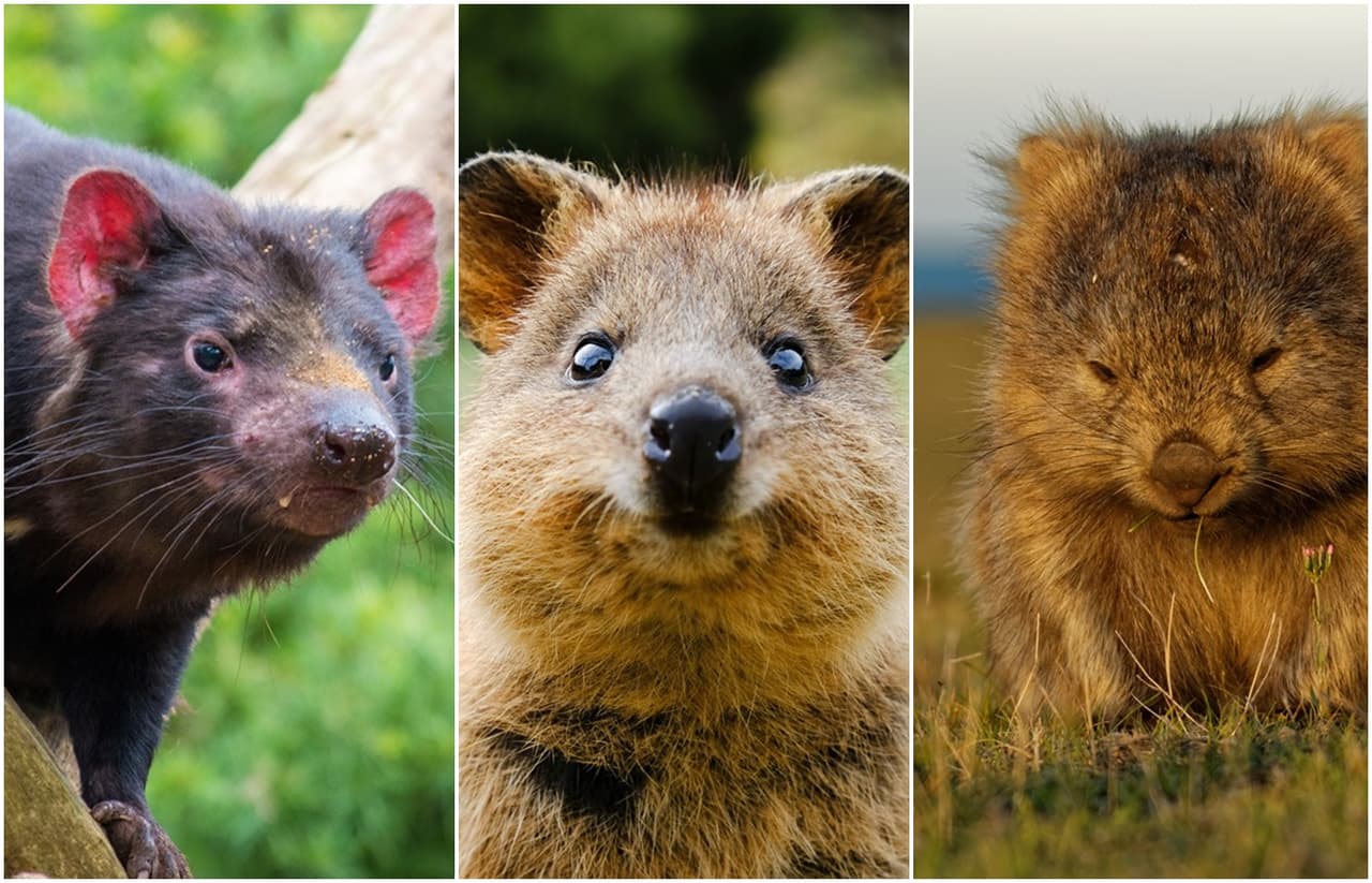 Los animales más sorprendentes que puedes encontrar en Australia ¡parecen un sueño!