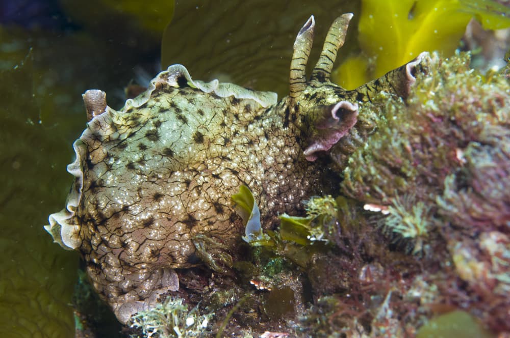 Un grupo de científicos logró el "primer trasplante de recuerdos" de la historia