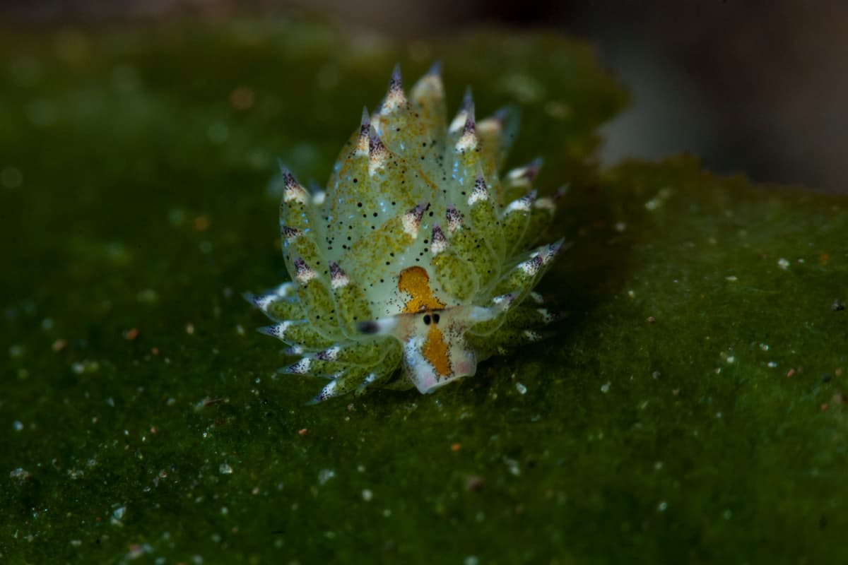La fotosíntesis no sólo la hacen las plantas: también un adorable bichito marino