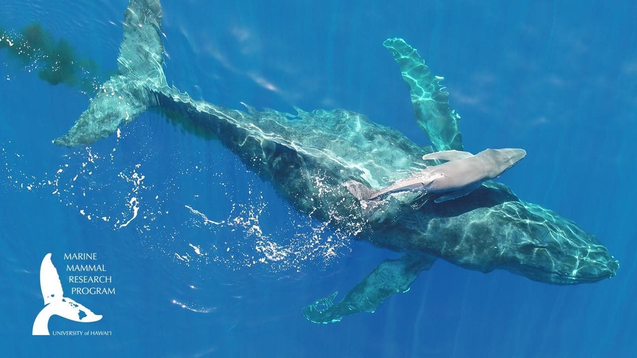 Una ballena bebé nada por primera vez con su madre y las imágenes inéditas son puro amor