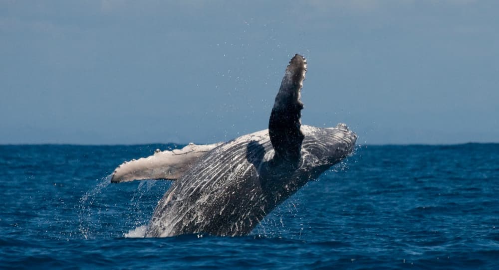 10 animales que parecen inmortales, pues son los más longevos del mundo