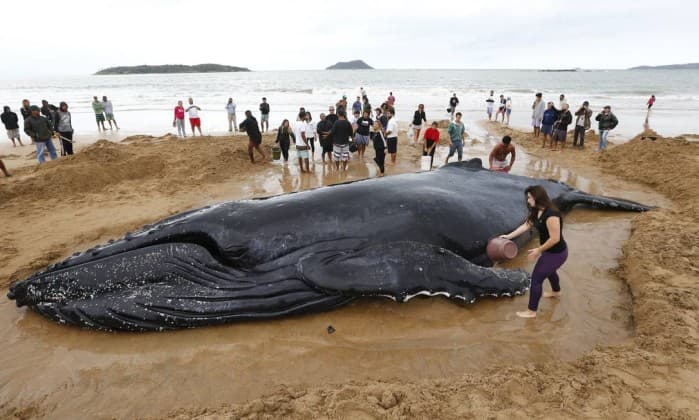 El emotivo rescate de esta ballena fortalecerá tu fe en la humanidad