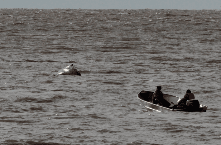 Aparecieron dos ballenas varadas en Buenos Aires