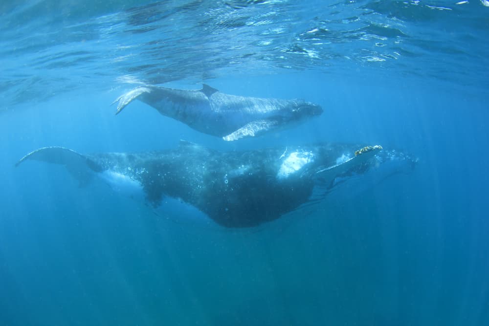 Para sobrevivir las crías de ballena tienen un gesto tan íntimo como inteligente con sus madres