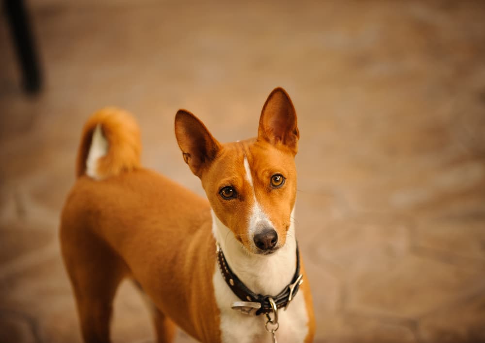 ¿Vives en un espacio pequeño? Estas son las 13 mejores razas de perros para tí