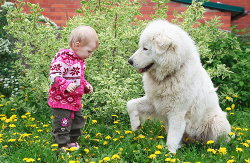 Crecer con una mascota potencia la salud de los bebés, expertos explican por qué