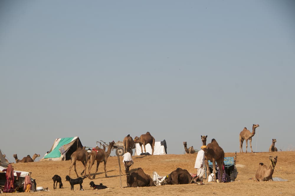 Beduinos en el desierto