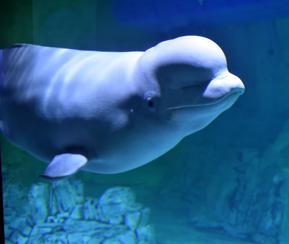 Un narval solitario encontró una insólita nueva familia y puede ser culpa del cambio climático