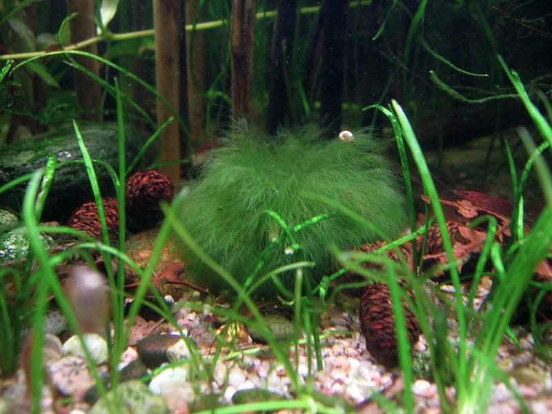 Una de las plantas más curiosas y extrañas del mundo está desapareciendo