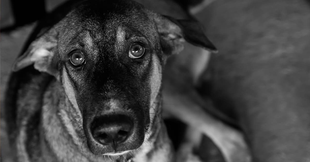 El perrito más famoso de Hollywood fue rescatado de la calle: ésta es su historia