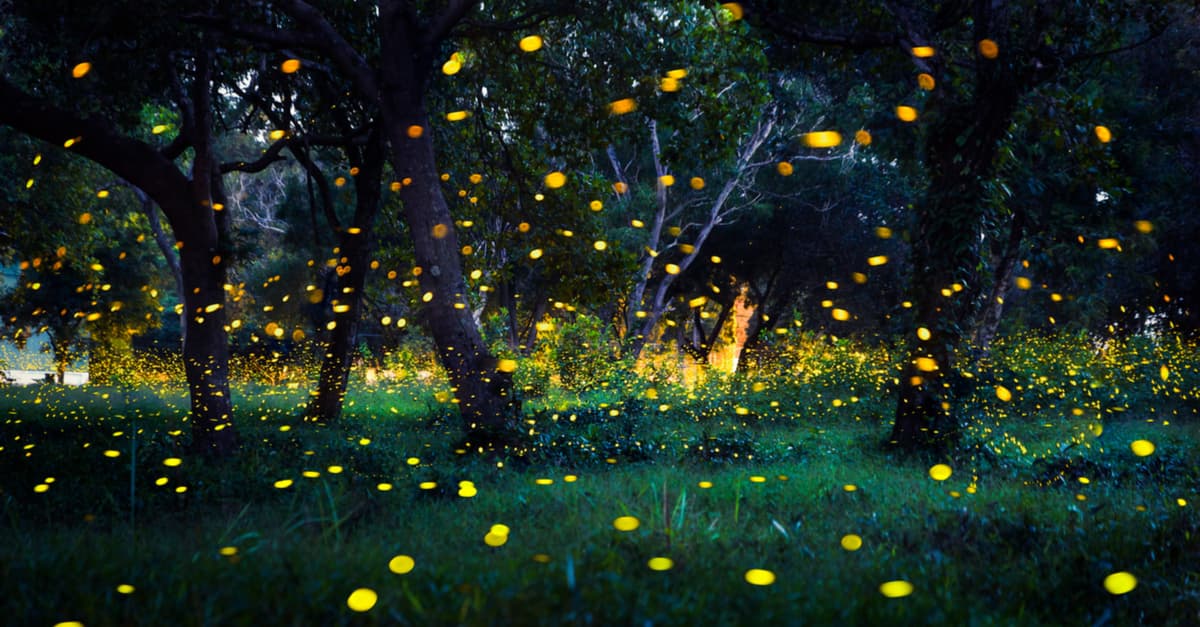 Las luciérnagas han convertido a este bosque tailandés en un espectáculo maravilloso