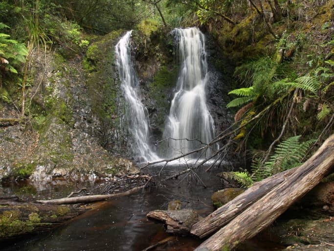 Los bosques prehistóricos de Tasmania