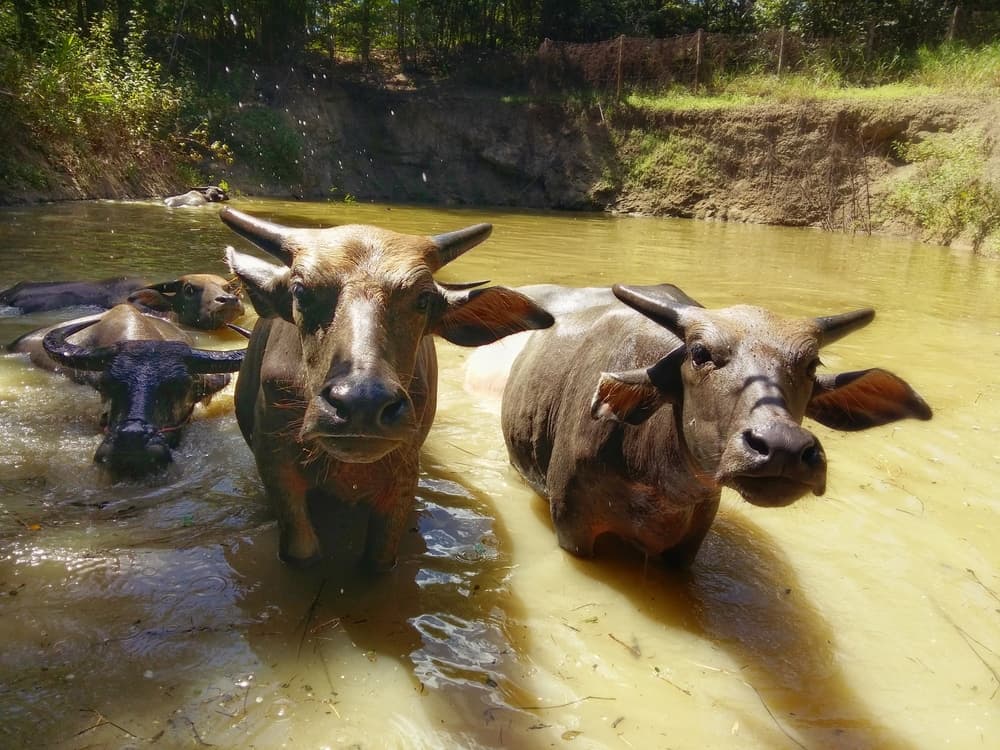 ¿Por qué estos búfalos de agua están cubiertos de ranas?