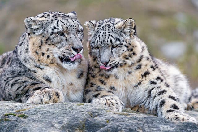 Según la ciencia, tu gato se cree un león