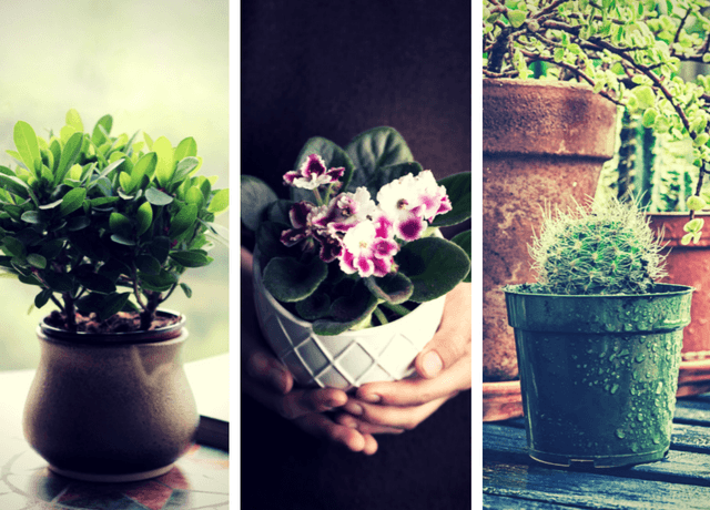 5 plantas que debes tener en casa si quieres llenarla de buenas energías