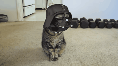 Mira cómo este gato asesina despiadadamente a su humano canalizando a Magneto, Darth Vader y... ¿¡Profesor Xavier!?