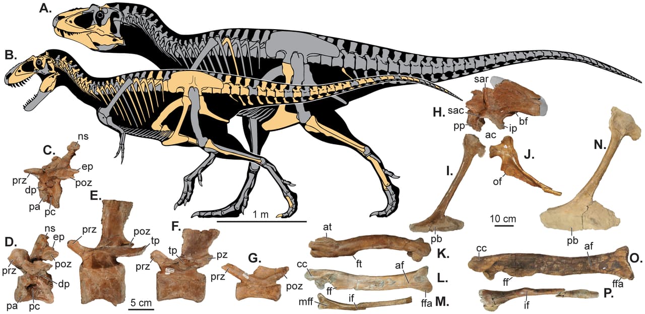 Conoce al temible Lythronax argestes («rey del gore»), un familiar cercano del célebre Tyrannosaurus rex