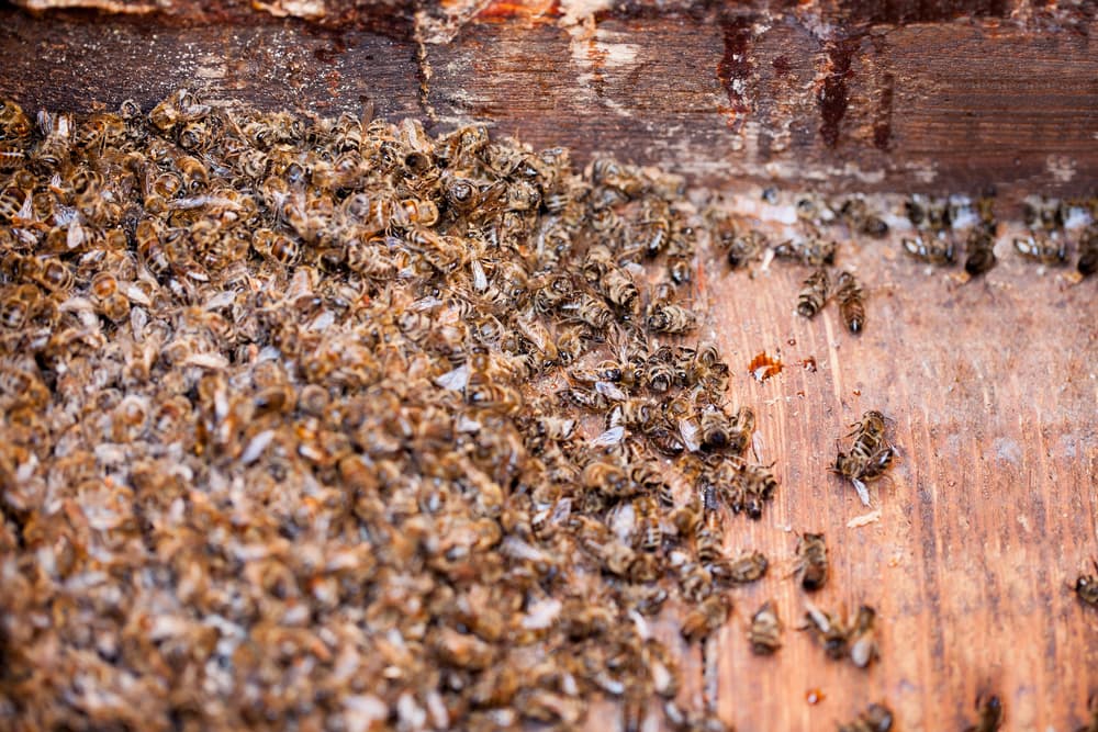 Una mujer es picada 75 veces por abejas durante una sesión de fotos familiar