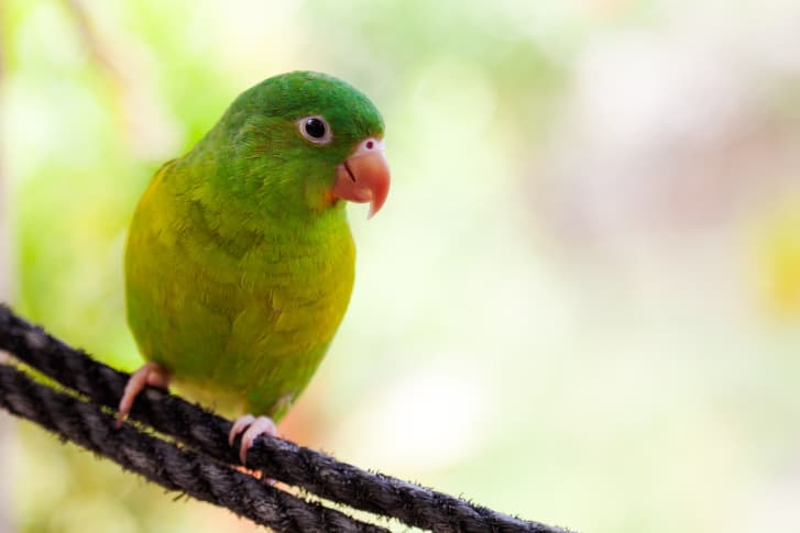 El amor es más fuerte: los Agapornis eligen seguir a su pareja, aún cuando el alimento es escaso