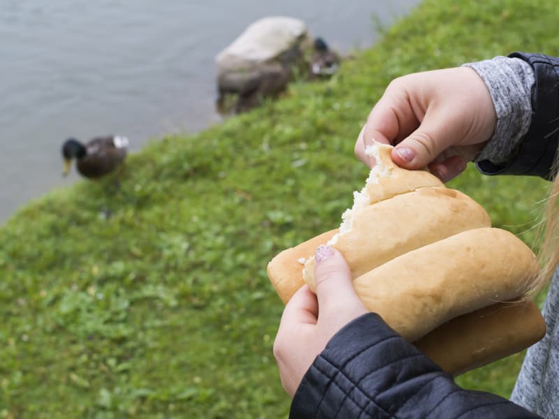 Esta es la razón por la que, según los expertos, nunca debes alimentar patos