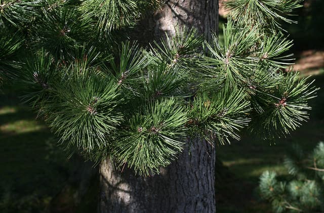 El descubrimiento del árbol más viejo de Europa