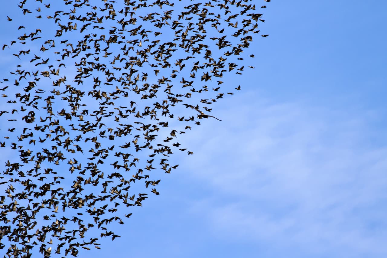 11 impresionantes y hermosos fondos de pantalla para un amante de la biología animal