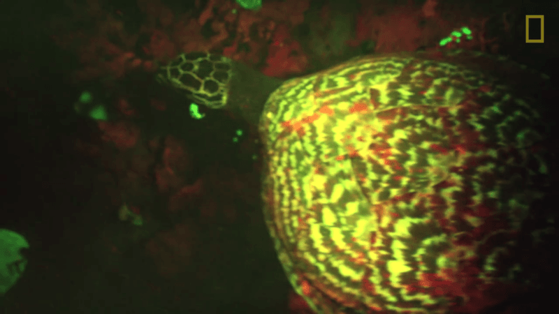 La increíble tortuga carey luminosa de las islas Salomón