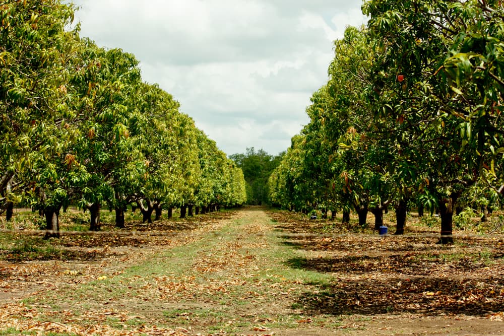 La novia que pidió 10 mil árboles plantados como regalo de bodas