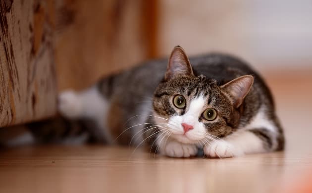 Científicos buscan develar cómo los gatos se comunican con sus dueños a través del sonido