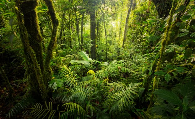 Según este estudio científico, los árboles se comunican entre sí