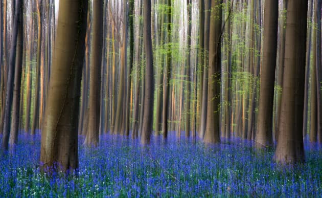 5 bosques del mundo que parecen salidos de un cuento