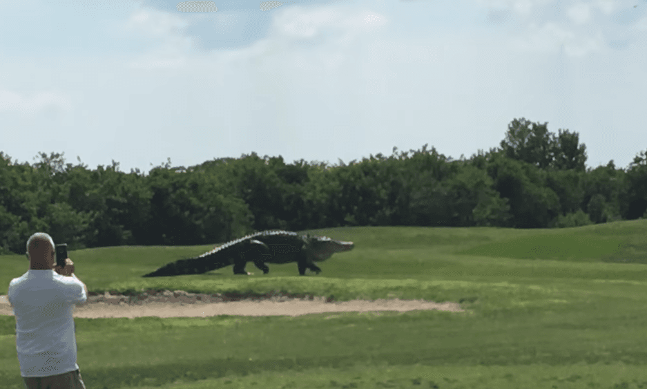 ¿Qué tan peligrosos son los aligátores para los humanos?