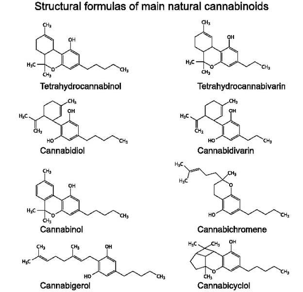 5 plantas que también contienen cannabinoides y no son marihuana