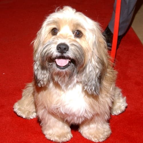 El perro Benji vuelve a la pantalla grande