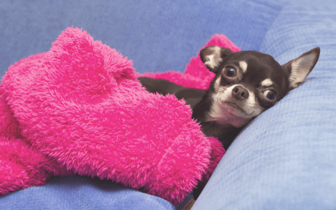 ¡Qué original! Este chihuahua tiene su propio dormitorio bajo la escalera y es adorable