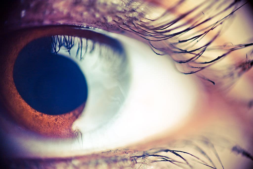Pupilas enfocadas en zoom [Fotos]