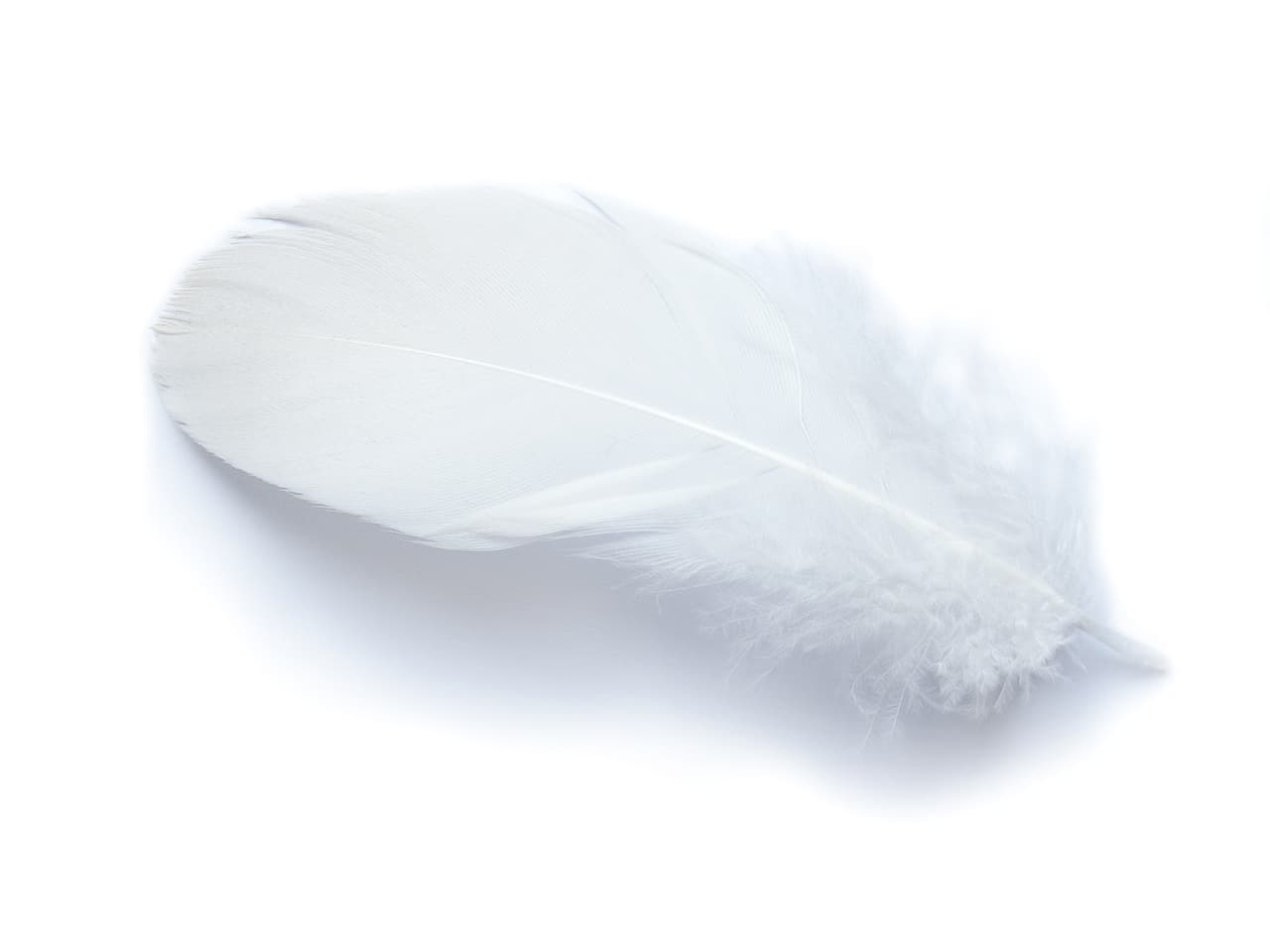 Qué vino primero: ¿El ave o la pluma?