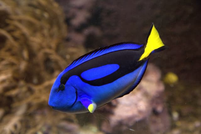 Los biólogos marinos están preocupados debido a la popularidad de Buscando a Dory