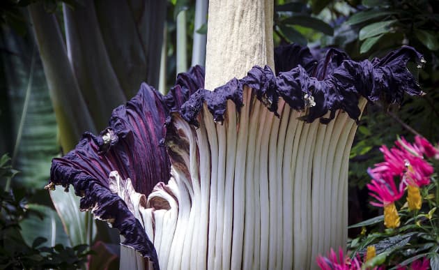 La flor cadáver... conoce la especie más grande y maloliente del mundo
