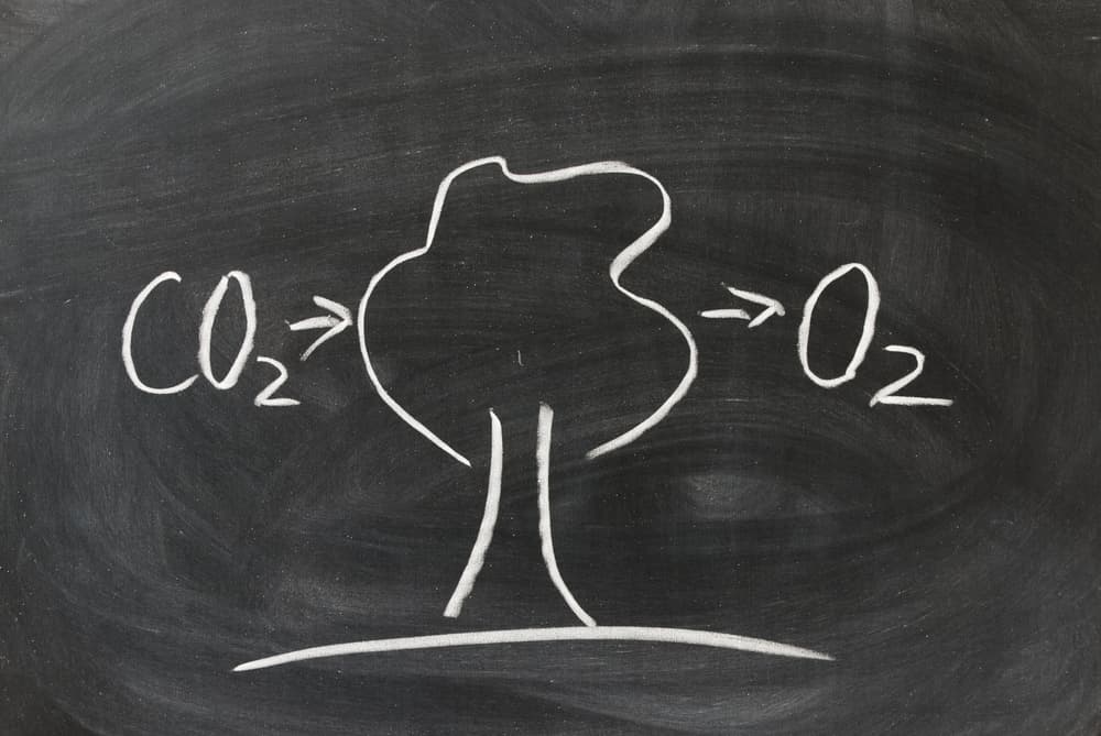 Conoce la nueva hoja biónica artifical que logra una fotosíntesis 10 veces más eficiente que la natural